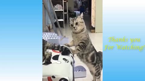 Top Funny Cat Videos of The Weekly - TRY NOT TO LAUGH 1