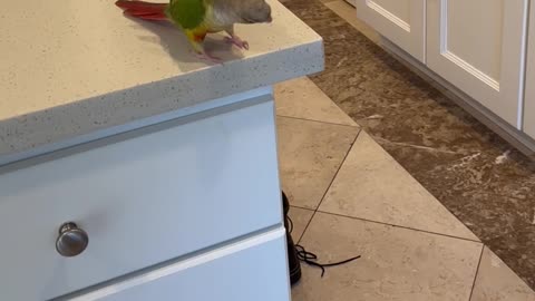 Parrot Pushes Coffee Mug Off Counter