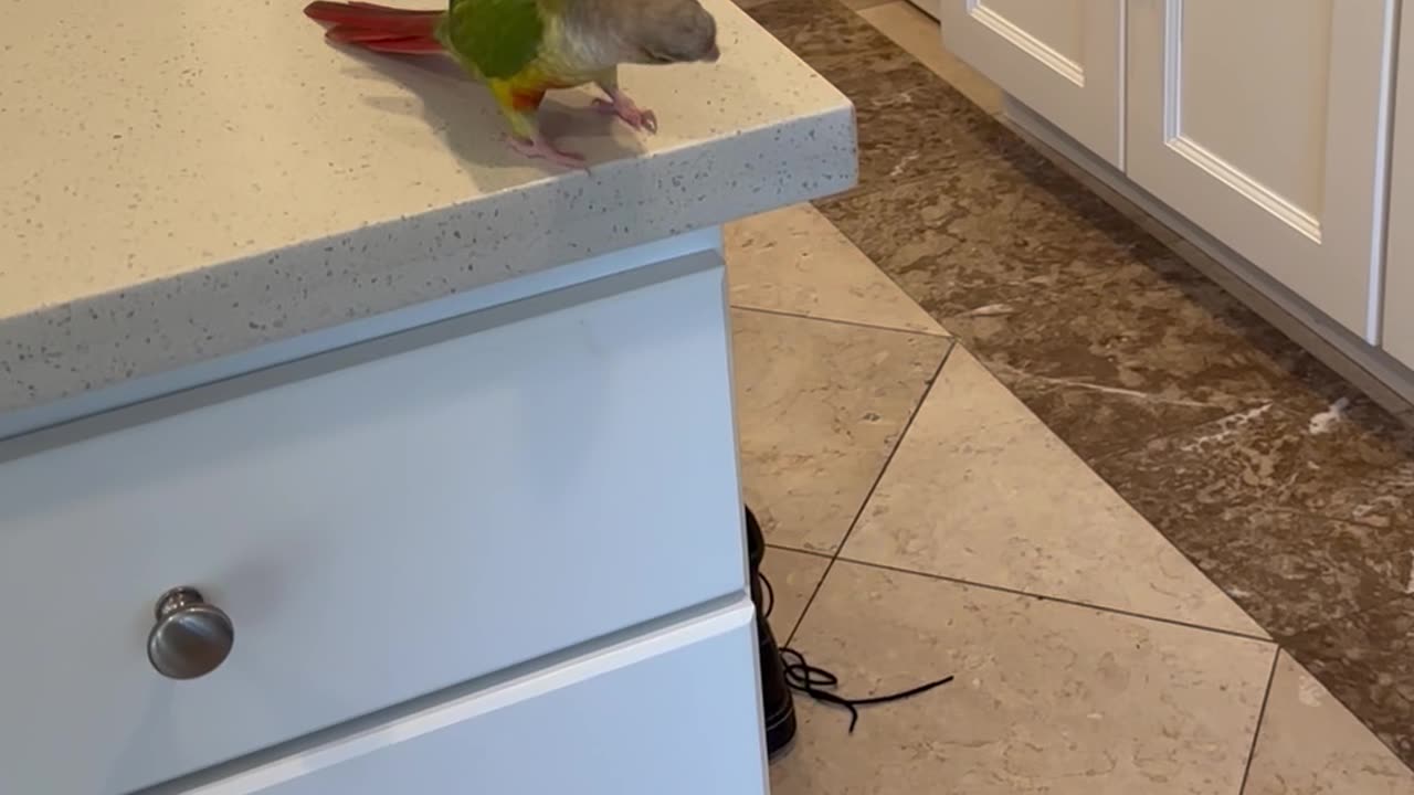 Parrot Pushes Coffee Mug Off Counter