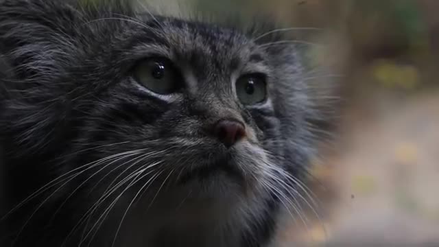 Woo this cat doesn't have any sense WHY?