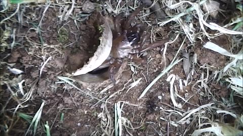 Trapdoor Spider Panics Over Moth Home Invasion