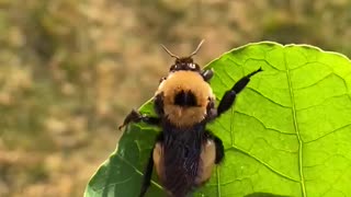 Woman saves chubby bee from not being stepped on