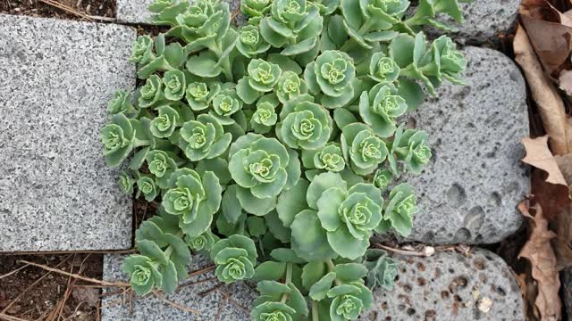 Succulent plant