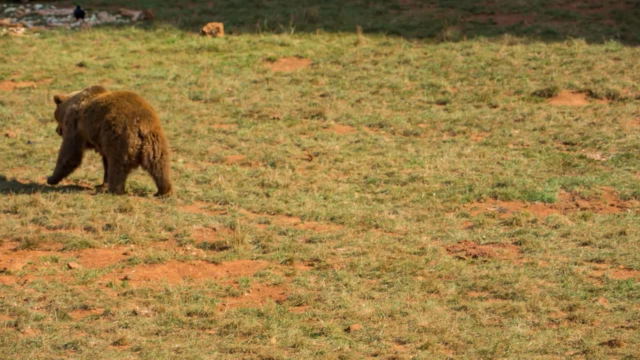 brown bear walking