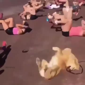 The dog that always wants to be in shape 😂