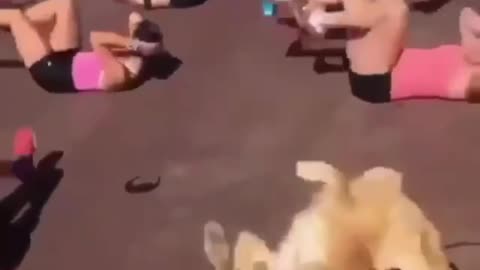 The dog that always wants to be in shape 😂