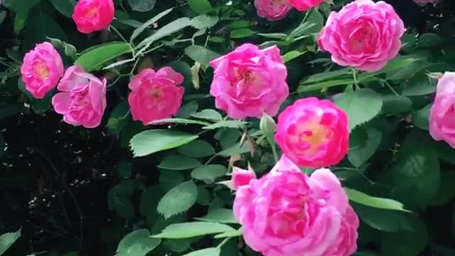 The roses of May bloom on the low wall