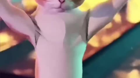 Cat dance 😂