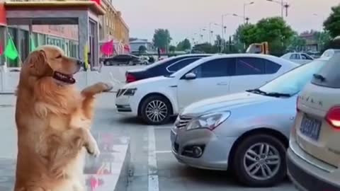 dog help park car