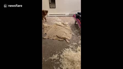 Aussie dog makes massive mess in bedroom with feathers