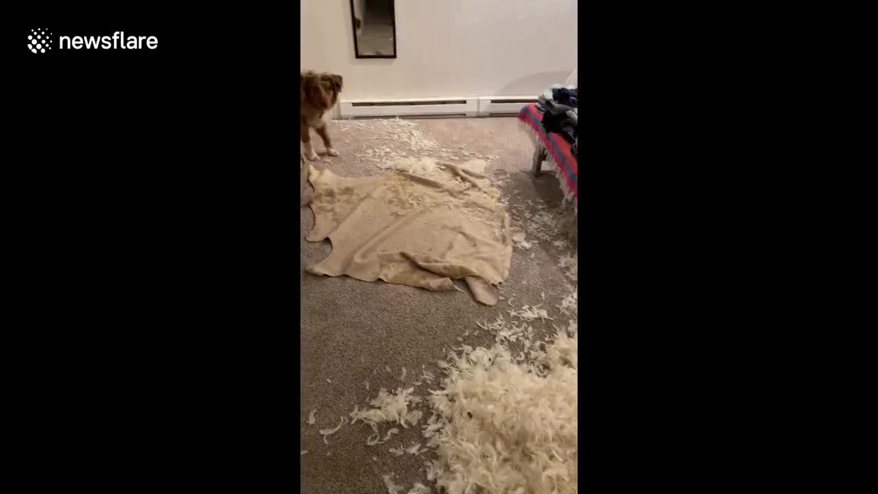 Aussie dog makes massive mess in bedroom with feathers