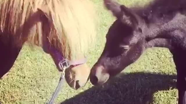 Blacky the Shezel and Tygo miniature horse