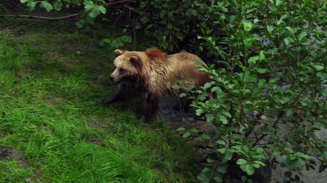 Brown bear for a walk