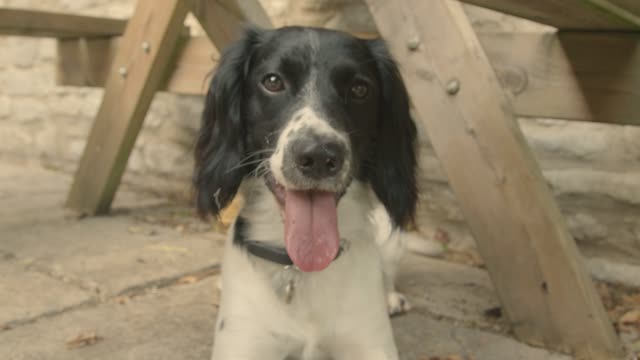 Close Up Shot of Dog Sniffing Camera