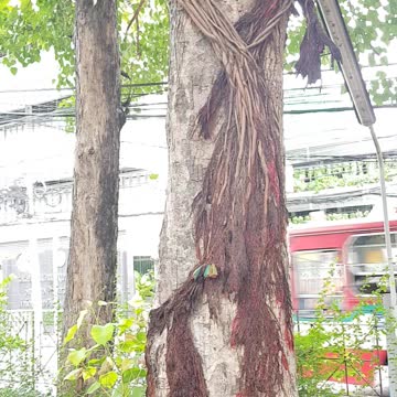 Weird roots of a tree
