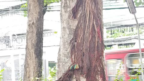 Weird roots of a tree