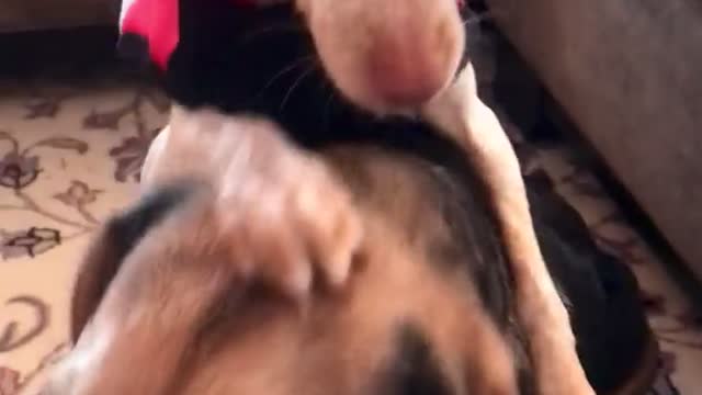 Puppy