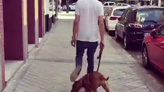 Puppy walks through mans legs