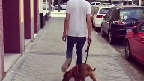 Puppy walks through mans legs