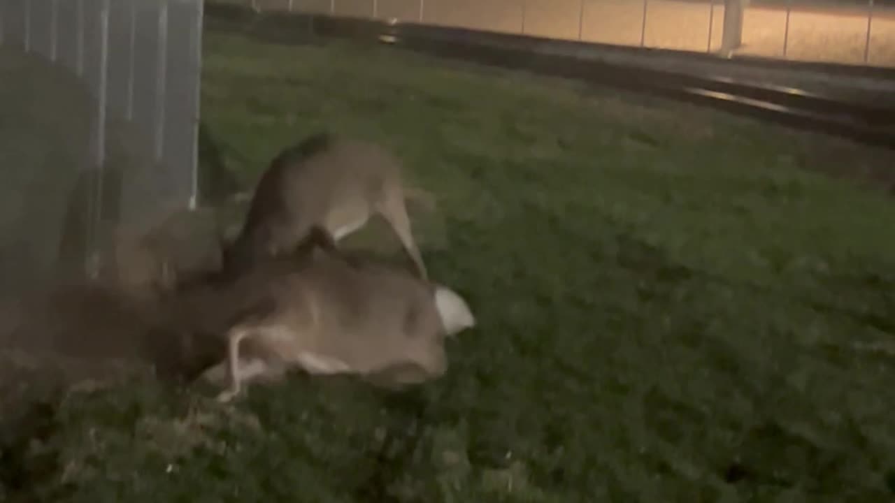 Bucks Battle Near Factory in Pittsburgh