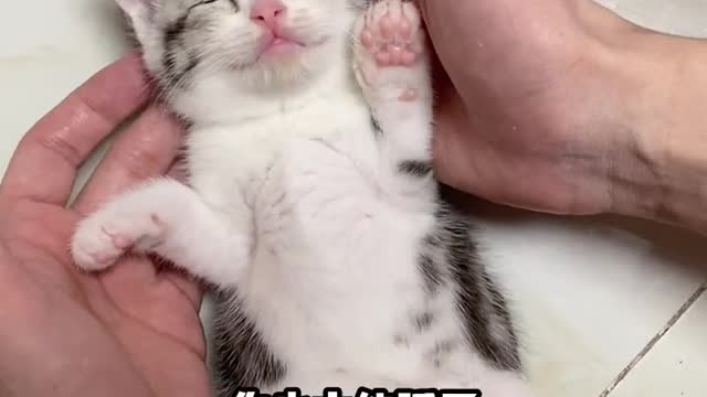 Super cute kitten, sleep