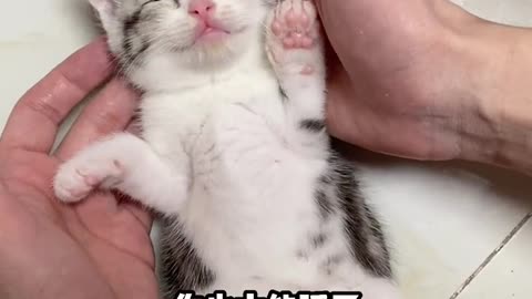 Super cute kitten, sleep