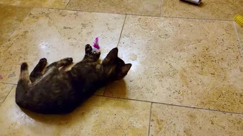 Kittens Thrilled To Discover Toys At Their New Rescue Home