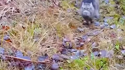 The man adopted a pallas cat that lost its mother ❤️