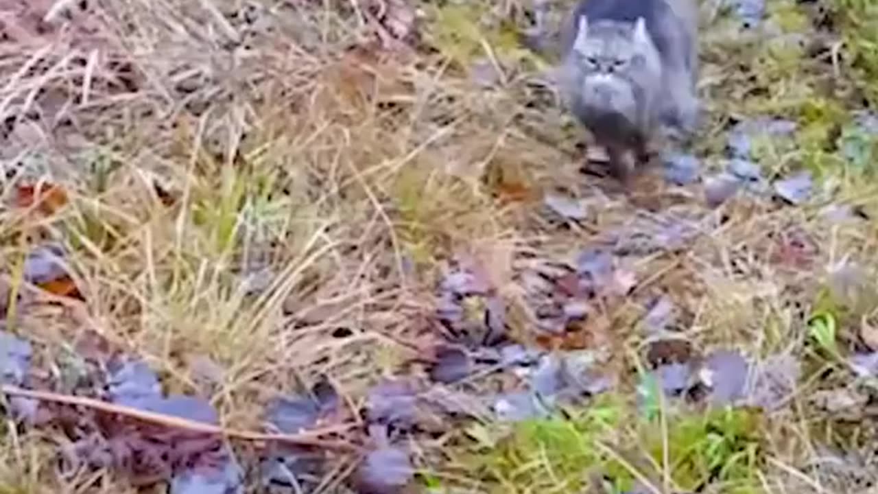 The man adopted a pallas cat that lost its mother ❤️