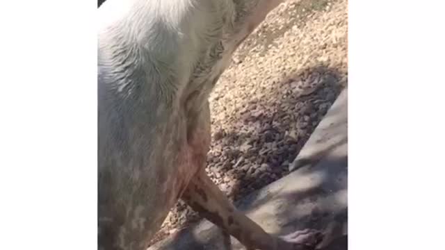 Deaf White Boxer with Crazy Long Tongue Struts Stuff to Beyoncé Song