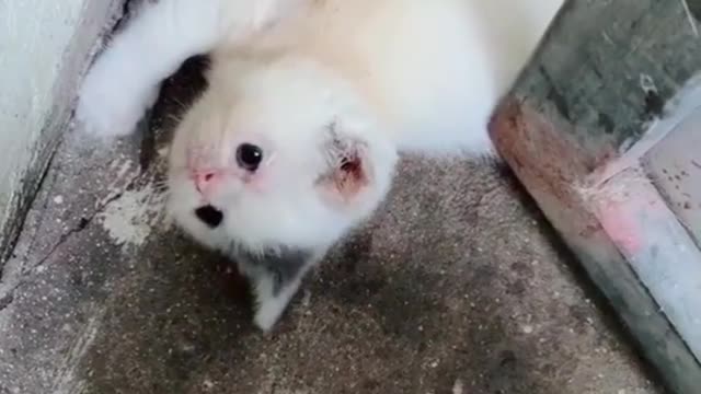 The cute features of the cat