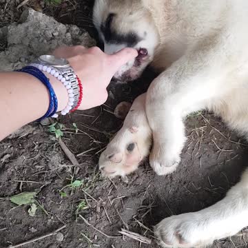 Alabai puppy in deep sleep