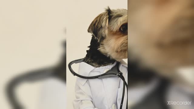 Cute funny puppies #funny