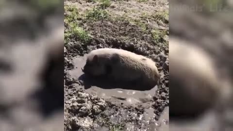 смішні відео з тваринками