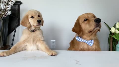 Dog Food Reviews With Golden Retrievers!