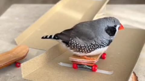 The cutest skater you've ever seen🧠