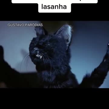 gato endiabrado por lasanha