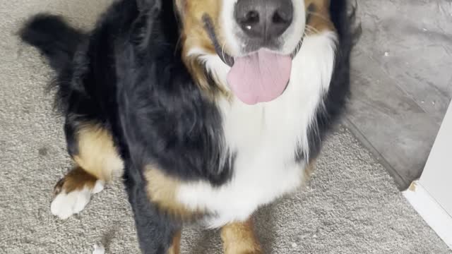 Dogs Surprise Mom with a Destroyed Bed