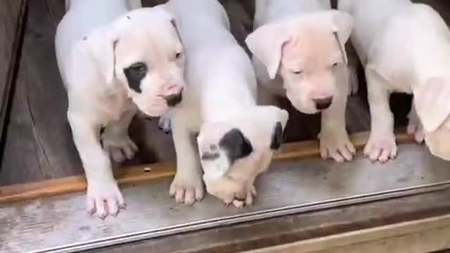 As soon as you open the door. There's a bunch of little cuties watching you