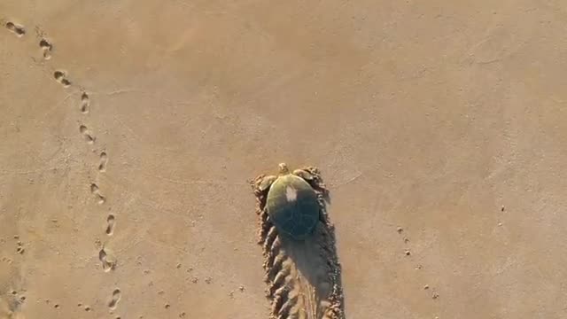A turtle🐢 is returning to the ocean after it has successfully laid 100 eggs