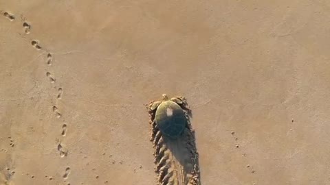 A turtle🐢 is returning to the ocean after it has successfully laid 100 eggs