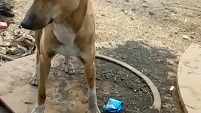 How ambitious dog is eating biscuits from above and missing something