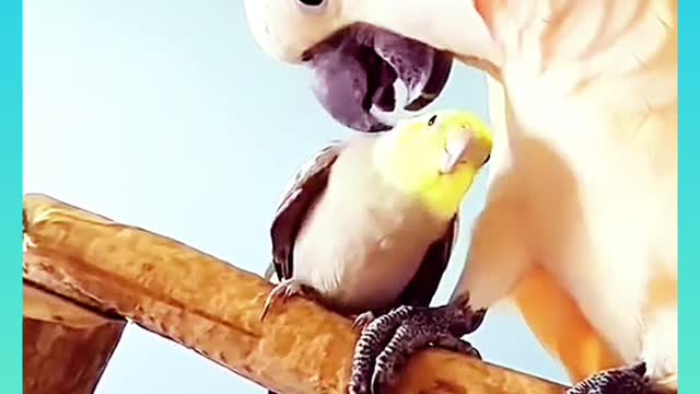 Cockatoo love