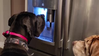 Zeus the Great Dane helping himself