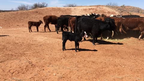 One iron running age Angus/Hereford/baldies.