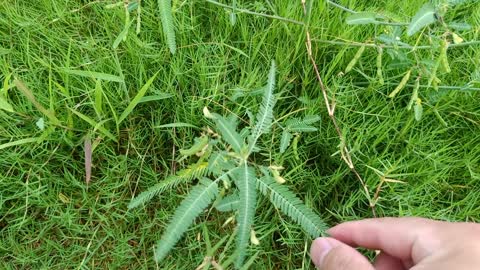 The leaves of this plant are so weird