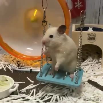 Swing is so fanny :))