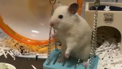 Swing is so fanny :))