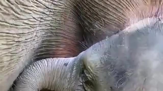 Moms given milk baby elephant