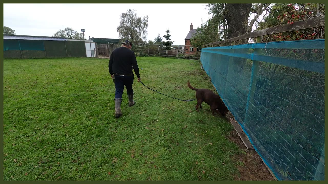 ABANDONED LABRADOR NIGHTMARE ON LEAD